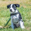 Bohem - fröhlicher kleiner Hundejunge