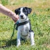 Bohem - fröhlicher kleiner Hundejunge