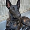 REX