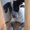 MILOU, chiot mâle Croisé Épagneul Breton