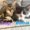 BALTUS et BIBOP - Double adoption