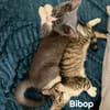 BIBOP et BALTUS  Double adoption