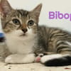 BIBOP et BALTUS  Double adoption