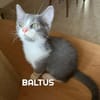 BIBOP et BALTUS  Double adoption