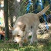 Kleiner liebevoller Begleiter sucht Mensch