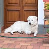 Klara sucht eine neue Familie
