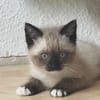 Lou sucht ihr Für-immer-Zuhause