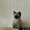 Lou sucht ihr Für-immer-Zuhause