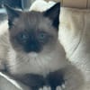 Lou sucht ihr Für-immer-Zuhause