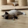 Lou sucht ihr Für-immer-Zuhause