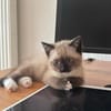 Lou sucht ihr Für-immer-Zuhause