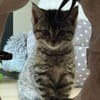 Milo sucht sein Für-immer-Zuhause