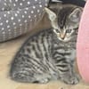 Milo sucht sein Für-immer-Zuhause