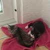 Milo sucht sein Für-immer-Zuhause