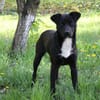 Levi sucht die Stecknadel im Heuhaufen