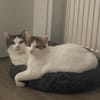 Traumpaar Mauri&Rumi sucht ein Zuhause