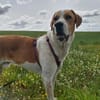 Buddy - Rüde in Deutschland
