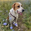Buddy - Rüde in Deutschland