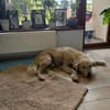 Chance, sanfter Riese sucht neues Zuhause