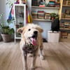 Chance, sanfter Riese sucht neues Zuhause