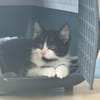 Minou sucht sein Für-immer-Zuhause