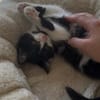 Minou sucht sein Für-immer-Zuhause
