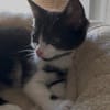 Minou sucht sein Für-immer-Zuhause