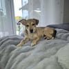 Pippa - zarte Hundewelpin 🐕