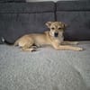 Pippa - zarte Hundewelpin 🐕