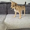 Pippa - zarte Hundewelpin 🐕