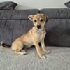 Pippa - zarte Hundewelpin 🐕