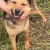 Persy, Schäferhundfreunde aufgepasst