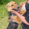 Persy, Schäferhundfreunde aufgepasst