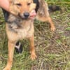 Persy, Schäferhundfreunde aufgepasst