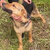 Persy, Schäferhundfreunde aufgepasst