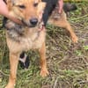 Persy, Schäferhundfreunde aufgepasst