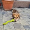 Bezauberndes MÄXLE sucht Zuhause