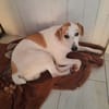 Welpe Nono, Familie mit Herz gesucht