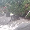 Zicco; Seelchen in Not