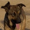 Zauberhafter Sirius wurde ausgesetzt!