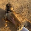 Zauberhafter Sirius wurde ausgesetzt!