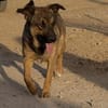 Zauberhafter Sirius wurde ausgesetzt!