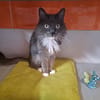 YOSHIE
