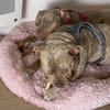 BLYSSE - ADOPTION DUO avec BULMA