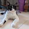 Merlin