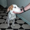 ASLAN jeune chien