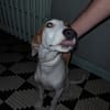ASLAN jeune chien