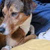 GIPSY CROISE FOX TERRIER