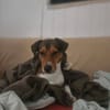 GIPSY CROISE FOX TERRIER
