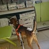 GIPSY CROISE FOX TERRIER